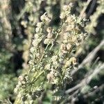 Artemisia frigida Blüte