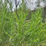 Baccharis sarothroides Hoja
