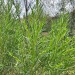 Baccharis sarothroides Leaf