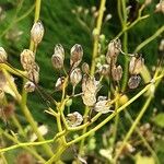 Lapsana communis 果實