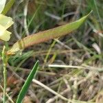 Lathyrus pannonicus ഫലം