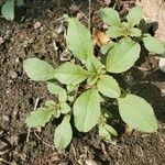 Amaranthus blitum List