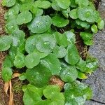 Hydrocotyle umbellata List