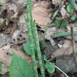 Equisetum laevigatum বাকল