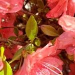 Rhododendron calendulaceum Blatt