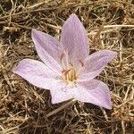 Colchicum bivonae Квітка