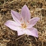 Colchicum bivonae പുഷ്പം