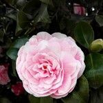 Camellia sasanqua花