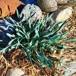 Pancratium maritimum Habit