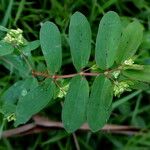 Euphorbia hyssopifolia पत्ता