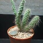 Opuntia pycnantha Кара