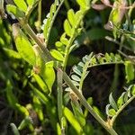 Vicia pannonica Ffrwyth