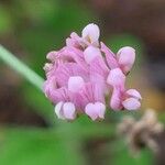 Dorycnopsis gerardi ফুল