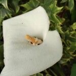 Zantedeschia aethiopica Flower