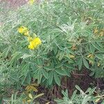 Crotalaria grahamiana Otro