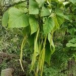 Catalpa bignonioides 葉