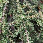 Cotoneaster microphyllus পাতা