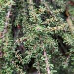 Cotoneaster microphyllus 叶