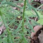 Euphorbia cyparissias List