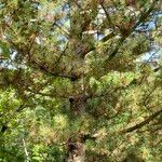 Pinus heldreichii Cortiza