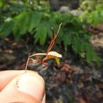 Eulophia mumbwaensis Flor