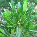 Dodonaea angustifolia Leaf