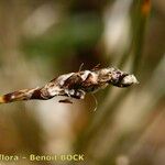 Carex myosuroides Annet