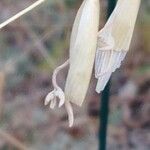 Lygeum spartum Fruit