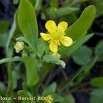 Ranunculus ophioglossifolius Mosusu