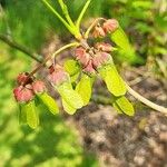 Acer diabolicum Fruto