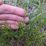 Polypremum procumbens Leaf