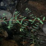 Euphorbia hyssopifolia आदत