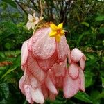 Mussaenda philippica फूल