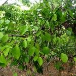 Pisonia aculeata 形態