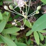 Nothoscordum gracile Blüte