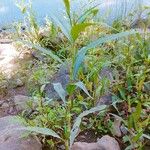 Persicaria senegalensis Leaf
