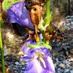 Campanula cochleariifolia Blüte