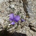 Viola diversifolia फूल