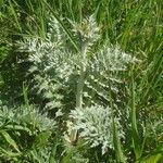 Cynara algarbiensis Други