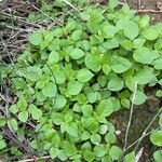 Parietaria lusitanica Leaf