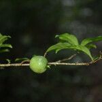 Randia calycosa Vrucht