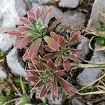 Saxifraga cotyledon 葉