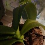 Phalaenopsis × singuliflora Yaprak