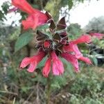 Salvia patensFlower