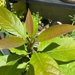Persea americana Leaf
