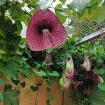 Aristolochia gigantea Flower