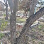 Robinia pseudoacaciaBark