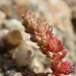 Crassula tillaea Flower