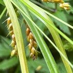 Carex sprengelii Leaf