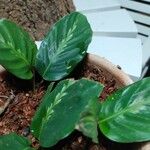 Goeppertia undulata 葉